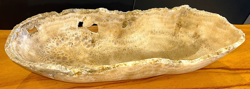 Fossilized Coral Trough - Matte 19"